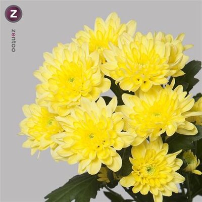 Chr T Baltica Yellow Zentoo