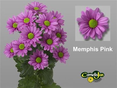 Chr T Memphis Pink