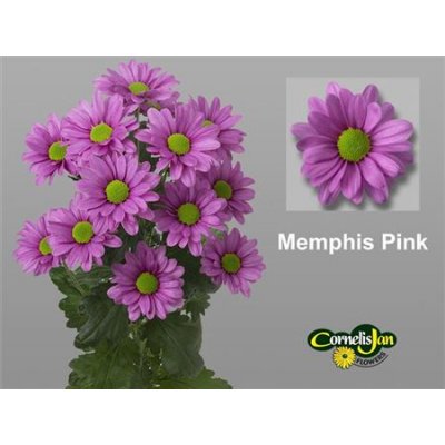 Chr T Memphis Pink