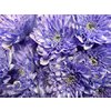 Chr Tr Baltica Dyed Lilac + Glit