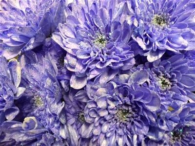 Chr Tr Baltica Dyed Lilac + Glit
