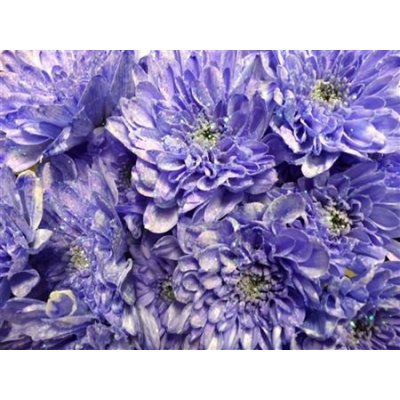 Chr Tr Baltica Dyed Lilac + Glit