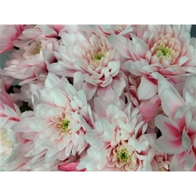 Chr Tr Baltica Dyed Pastel Pink