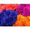 Chr Tr Zembla Dyed Mix