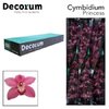 Cymb T Dark Pink Princess *6 Decorum