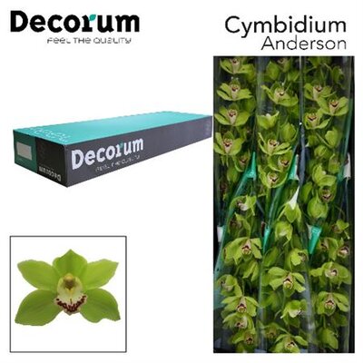 Cymb T Green Ali Anderson *6 Decorum