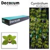 Cymb T Green Ali Anderson *9 Decorum