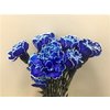 Dianthus St Dyed Blue