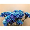 Dianthus St Dyed Blue Lagoon