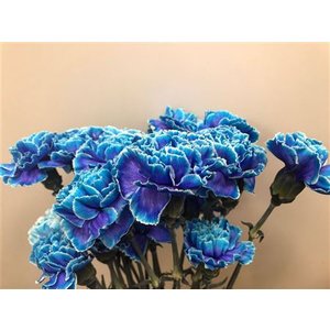 Dianthus St Dyed Blue Lagoon