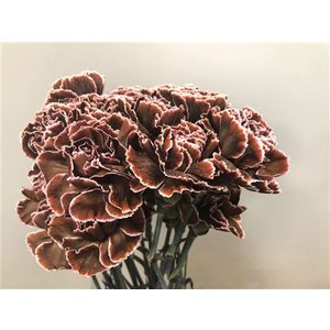 Dianthus St Dyed Brown