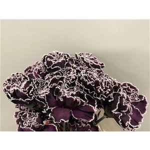 Dianthus St Dyed Cassis