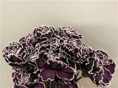 Dianthus St Dyed Cassis