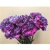 Dianthus St Dyed Expression