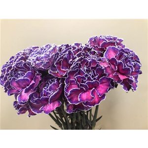 Dianthus St Dyed Expression