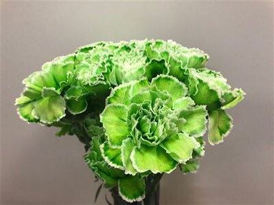 Dianthus St Dyed Green