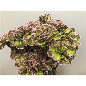 Dianthus St Dyed Hortensia