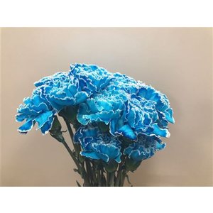 Dianthus St Dyed Light Blue