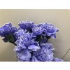 Dianthus St Dyed Lilac