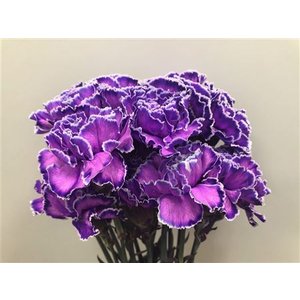 Dianthus St Dyed Milka