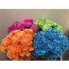 Dianthus St Dyed Mix