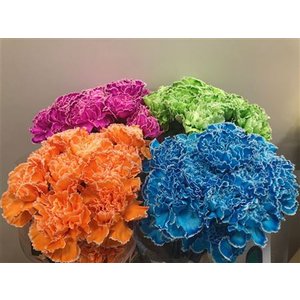 Dianthus St Dyed Mix