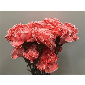 Dianthus St Dyed Pink