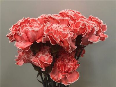 Dianthus St Dyed Pink