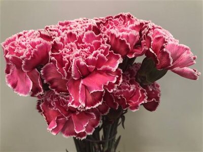 Dianthus St Dyed Red