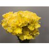 Dianthus St Dyed Yellow