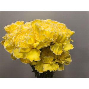 Dianthus St Dyed Yellow