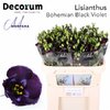 Eust E Bohemian Black Violet