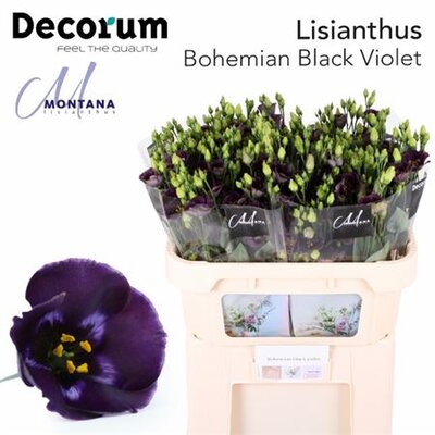 Eust E Bohemian Black Violet