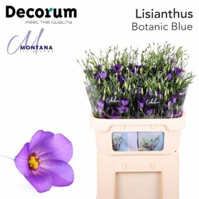 Eust E Botanic Blue