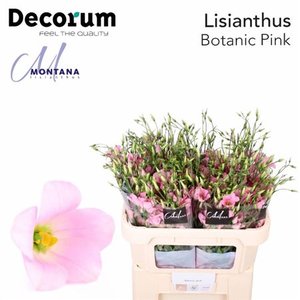 Eust E Botanic Pink