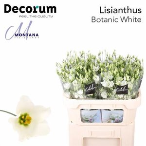 Eust E Botanic White