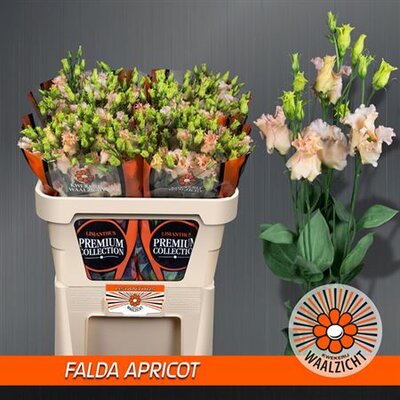 Eust E Falda Apricot Waalzicht