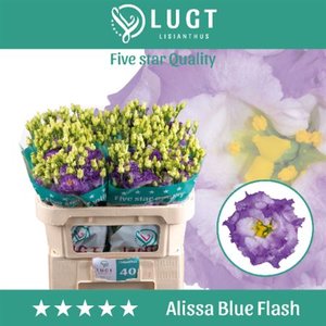 Eust G Alissa Blue Flash *new*