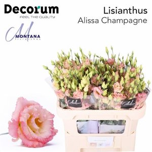Eust G Alissa Champagne