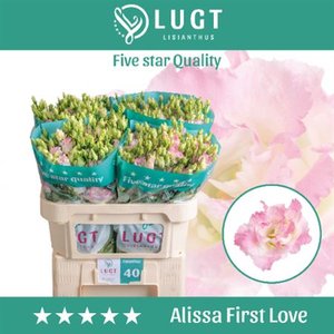 Eust G Alissa First Love
