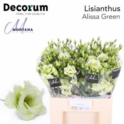 Eust G Alissa Green 60cm