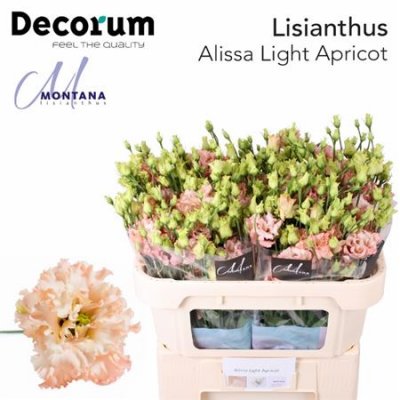 Eust G Alissa Light Apricot