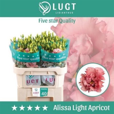 Eust G Alissa Light Apricot Lugt