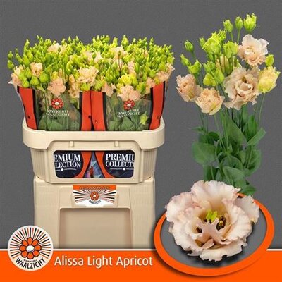 Eust G Alissa Light Apricot Waalzicht