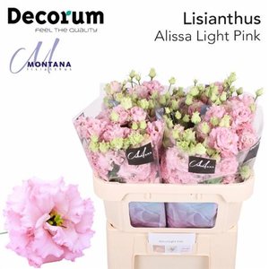 Eust G Alissa Light Pink
