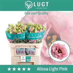 Eust G Alissa Light Pink Lugt