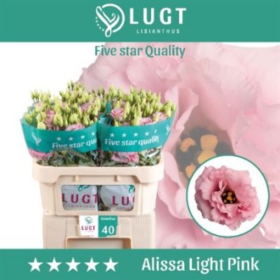 Eust G Alissa Light Pink Lugt