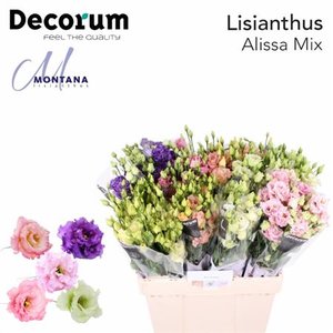 Eust G Alissa Mix 60cm