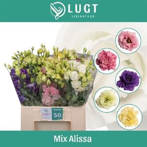 Eust G Alissa Mix 65cm Lugt