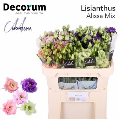 Eust G Alissa Mix 70cm